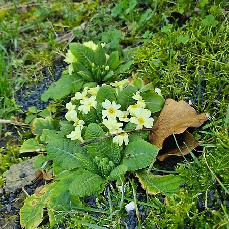 Kapolcsi Kucko *